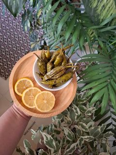عکسی از دستور شور ترشی فلفل سبز تند