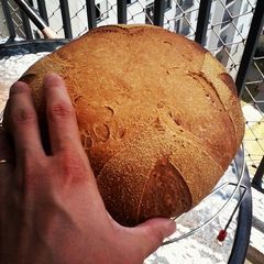 A picture of Italian bread made ​​with sourdough (homemade). 26 hours of fermentation.