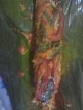 Pepes Ikan Gembung