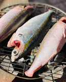 Cá Củ Đỏ Nướng Chấm Mắm Ngò