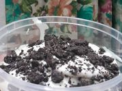 Gambar oreo cheesecuit
