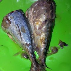 A picture of Parboiled fish.