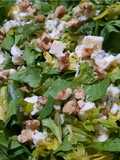 Ensalada con nueces, espinacas, apio y roquefort