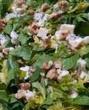 Ensalada con nueces, espinacas, apio y roquefort