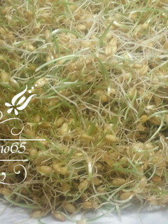 عکسی از دستور روش سبز کردن گندم برای پخت سمنو