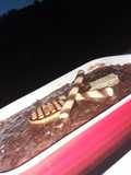 تحلية الميكسور باردة بالبيمو والڨوفريط 🍫