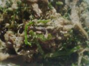 Gambar urap pakis