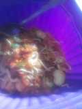 Mie tiau goreng