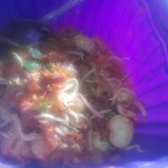 รูปของ Mie tiau goreng