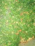 Collard greens(sukuma wiki)
