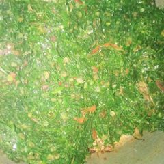 A picture of Collard greens(sukuma wiki).