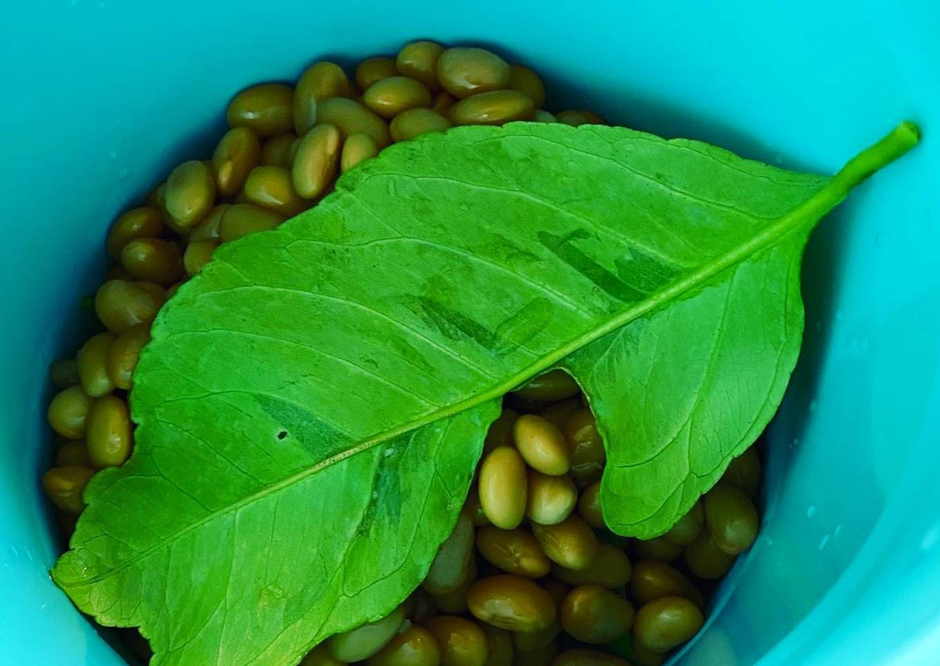 Making Natto with lemon leaves