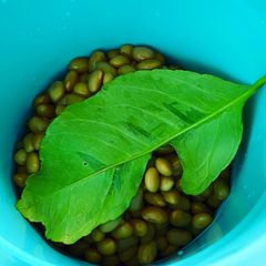 Making Natto with lemon leaves A picture of Making Natto with lemon leaves.