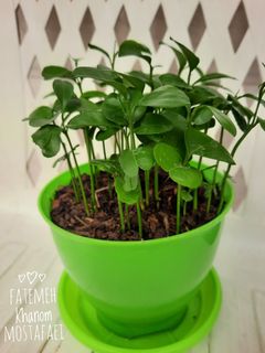 عکسی از دستور سبزه ی نارنج