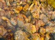 A picture of mutton karahi