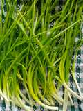 Tips:Cara menyimpan daun bawang agar kekal segar