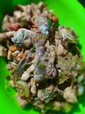 Oseng Ikan asin (gerih abang)