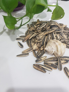 عکسی از دستور تخمه آفتابگردان بو داده