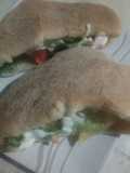 Sandwich