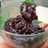 Selai Cokelat Simpel