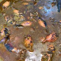 รูปของ Cumi Hitam Pedas