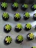 Nastar black