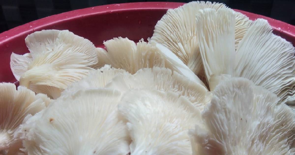 Resep Tips Mengolah Jamur Tiram Sebelum Dimasak oleh fathurahma Cookpad