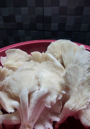 Foto resep Tips Mengolah Jamur Tiram Sebelum Dimasak