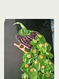 Peacock style salad