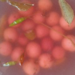 A picture of Salted loveloly with small green chilly.