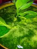 Marua Leaf Chutney