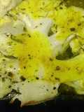 Filete de coliflor asada al horno