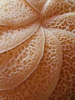 صورة لوصفة بغرير