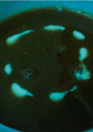 A picture of Palak tomato Soup.