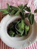 Tortelloni verdi di ricotta al burro e salvia