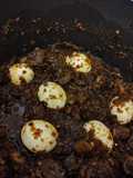 Almighty ayamase