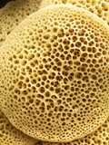 Baghrirs - Thousand-Hole Pancakes
