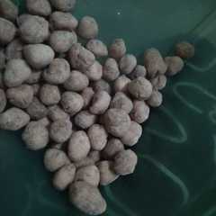 รูปของ Kacang telor