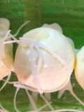 Coconut Milk Ice Cream