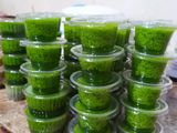 Puding Lumut