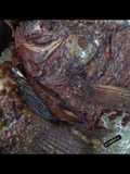 Ikan Nila Goreng Bumbu Instan