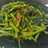 Tumis Kangkung (tips agar tetap hijau)