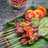 Sate Maranggi from Purwakarta