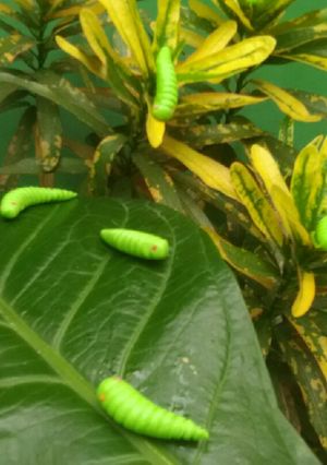 Foto resep 22.Caterpillar cookies mirip aslinya #bikinramadanberkesan