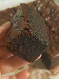 Basic Plain Brownies