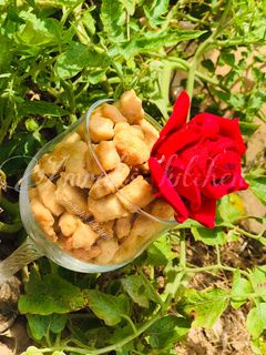 Milky chinchin ainihin hoton girkin