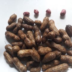 A picture of Groundnut.