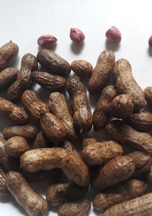 A picture of Groundnut.