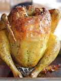 Pollo sentado