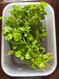 ❤️ Tips TERBAIK Menyimpan Cilantro di kulkas